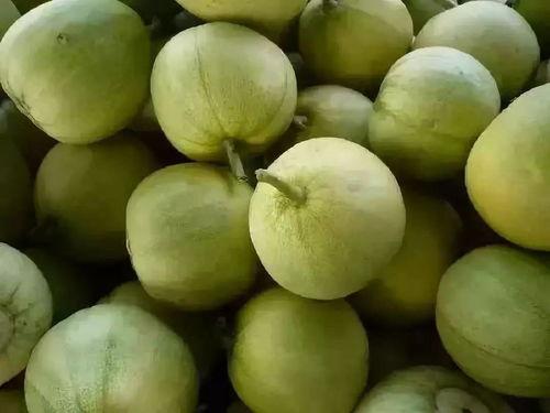 吃瓜大头树,揭秘吃瓜大头树的神奇魅力与养生奥秘