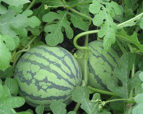 孕妇可以吃石头瓜,孕妇可以放心食用的石头瓜