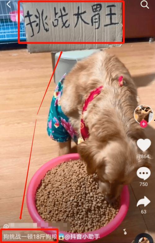 播放大狗狗吃瓜视频,萌态十足引网友爆笑