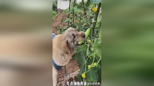 反派小狗吃瓜视频播放,揭秘娱乐圈幕后黑幕