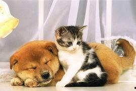 猫狗吃瓜视频素材无水印,喵星人与汪星人共赏瓜界风云