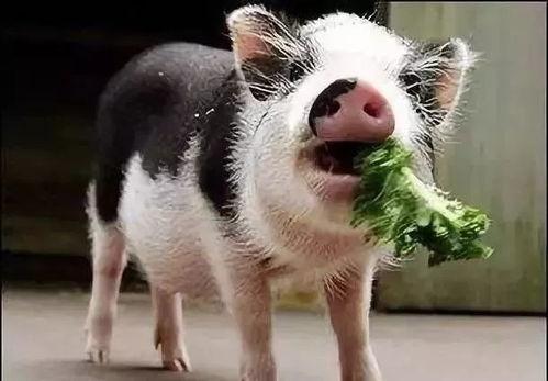 香猪吃哈密瓜好吗视频,美味与健康的完美邂逅