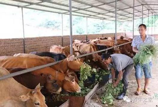 吃瓜学姐养牛视频,揭秘农村生活的真实面貌