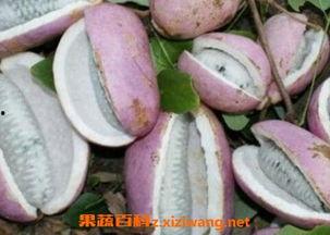 老汉吃八月瓜的视频,传统美食的传承与魅力